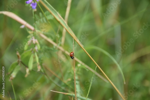 bug on leaf