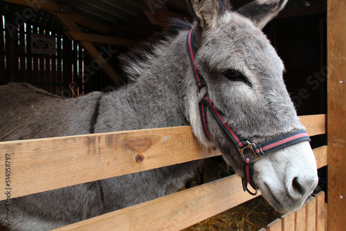 donkey (france) © frdric