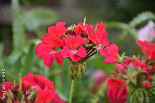 summer garden flowers