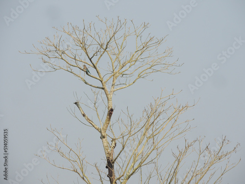tree branches without leaves in the sky