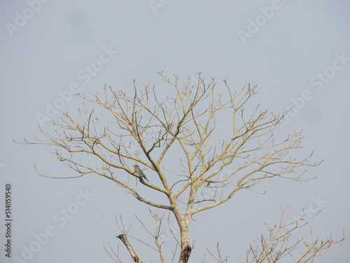 tree branches in the blue winter sky