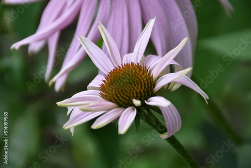 aromatic  background  beautiful  beauty  bloom  blooming  blooming flowers  blossom  blue  botanical  botany  closeup  color  colorful  countryside  ecology  field  flora  floral  flower  fragrant  fr