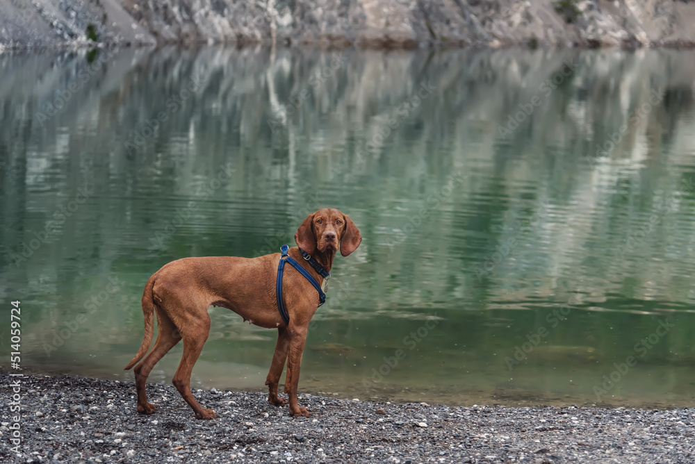 Hungarian Vizsla Dog by Mountain Lake