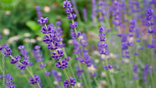 Lavender. Nature background. Lavender Field in the summer. Banner © Наталья Устинова