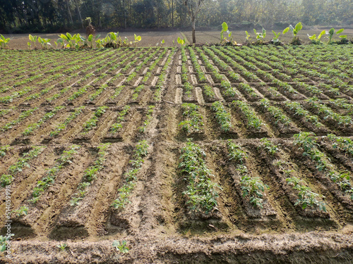 agriculture farm land rows of vines in the field
