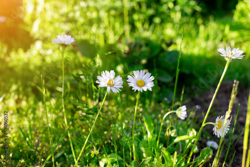 Fototapeta Naklejka Na Ścianę i Meble -  Meadow chamomile flowers in the meadow close-up. Chamomile flower field. Chamomile in nature.