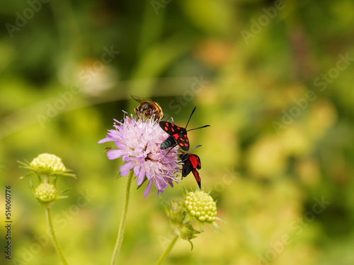 (Zygaena filipendulae) Many six-spot burnets, day-flying moths, on a scabious flower feeding its nectar © Marc