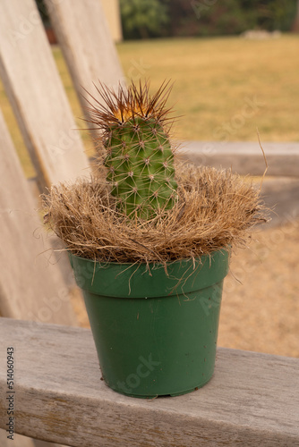 Cultivating cactus. closeup view of an Echinopsis atacamensis, also known as Cardon, growing in a pot in the garden.  photo