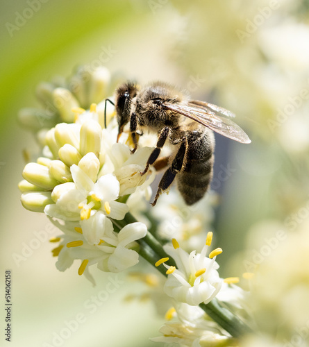 abeja de lado que está encima de unas flores blancas 