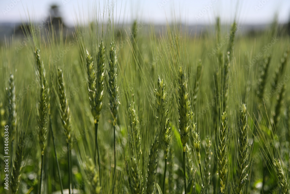 Green wheat field. Green background with wheat. Young green wheat seedlings growing on a field. Agricultural field on which grow immature young cereals, wheat Green wheat field. Green background with wheat. Young green wheat seedlings growing on a field. Agricultural field on which grow immature young cereals, wheat