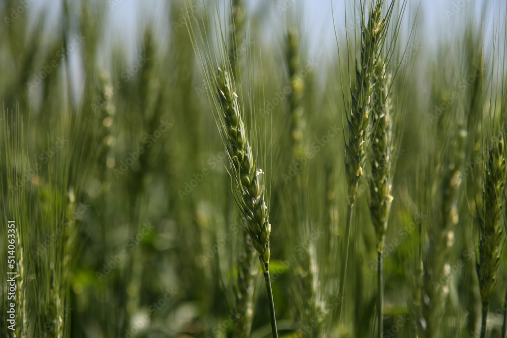 Green wheat field. Green background with wheat. Young green wheat seedlings growing on a field. Agricultural field on which grow immature young cereals, wheat Green wheat field. Green background with wheat. Young green wheat seedlings growing on a field. Agricultural field on which grow immature young cereals, wheat