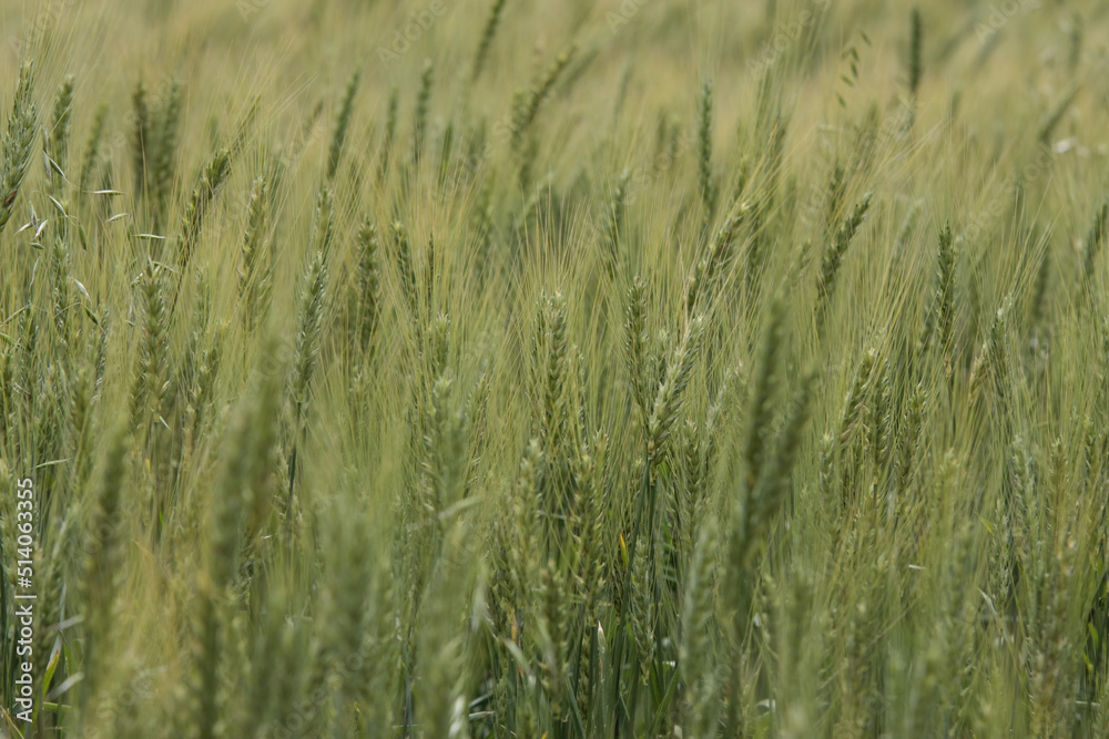 Green wheat field. Green background with wheat. Young green wheat seedlings growing on a field. Agricultural field on which grow immature young cereals, wheat