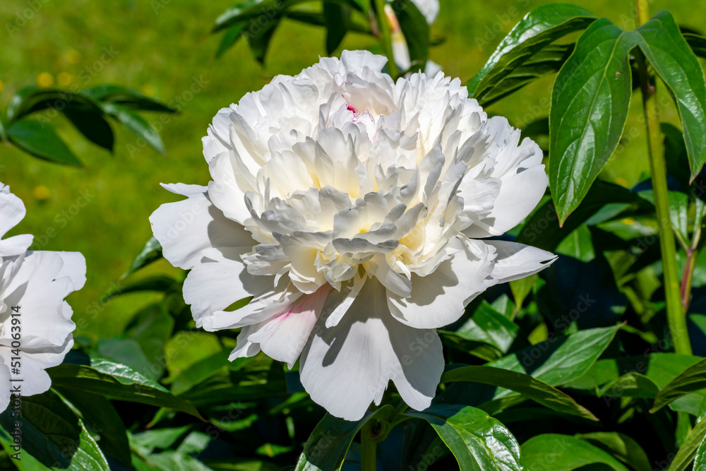 White peony in full bloom in summer White peony in full bloom in summer