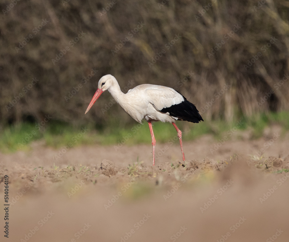 Fototapeta premium Storch auf Nahrungssuche