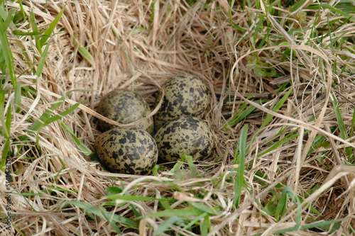 lapwing nest with eggs in the grass.