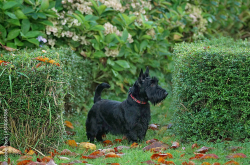 Cuadro en lienzo Scottish terrier wearing tartan collar walking outdoors
