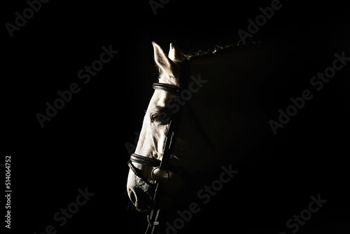 Valokuva Low key horse portrait with black background headcollar, bridle