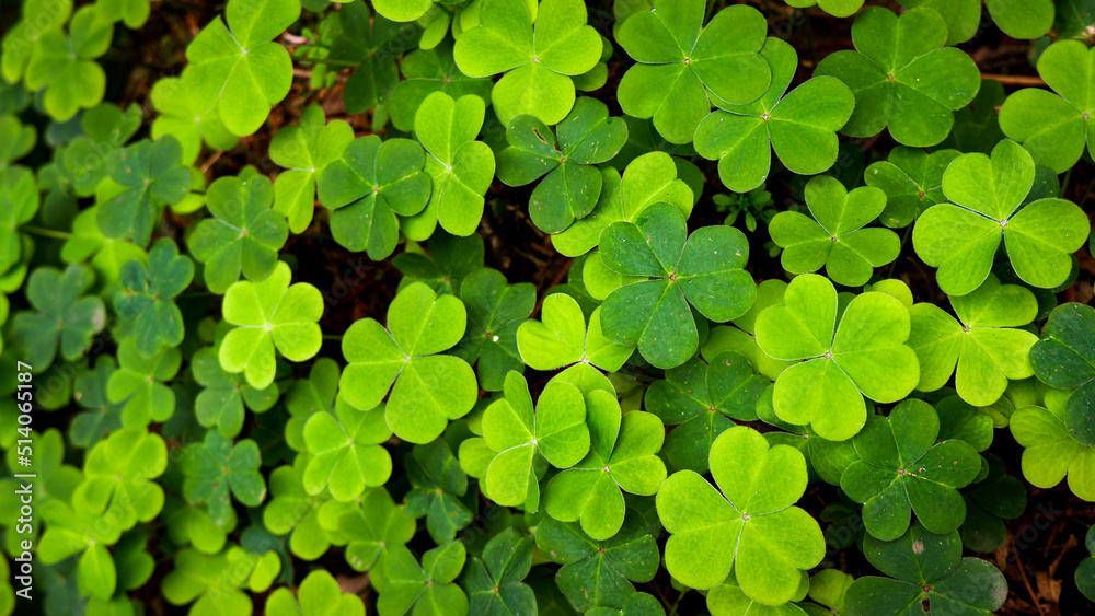 Lush green clovers on the forest floor Lush green clovers on the forest floor