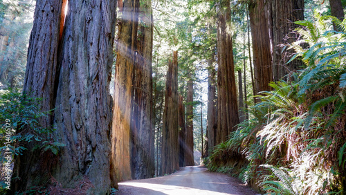 Sunbeams shine through the massive redwoods in February - Jedediah Smith Redwoods State Park, Redwood National Park in California