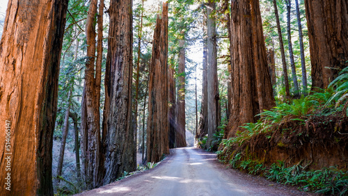 Sunbeams shine through the massive redwoods in  Jedediah Smith Redwoods State Park, Redwood National Park in California photo