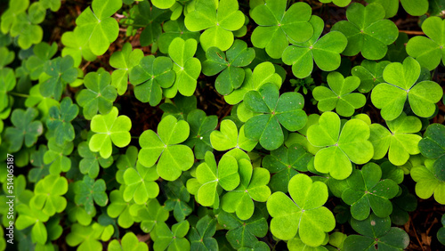 Lush green clovers on the forest floor