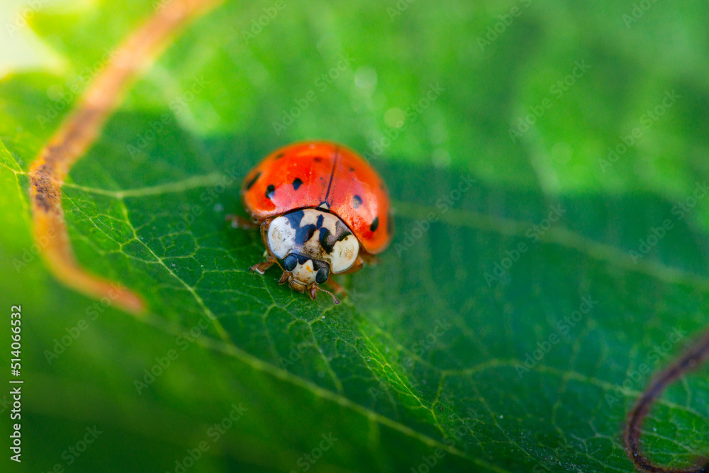 Fototapeta premium Red ladybugs in garden on tree branch