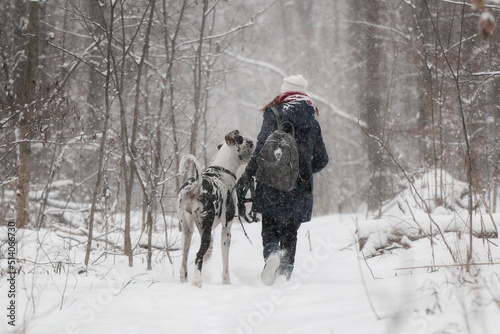 great dane dog with a girl in the winter forest