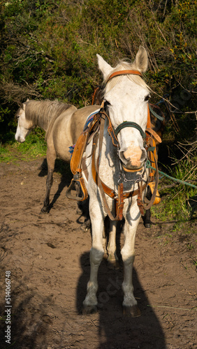 two horses in a field