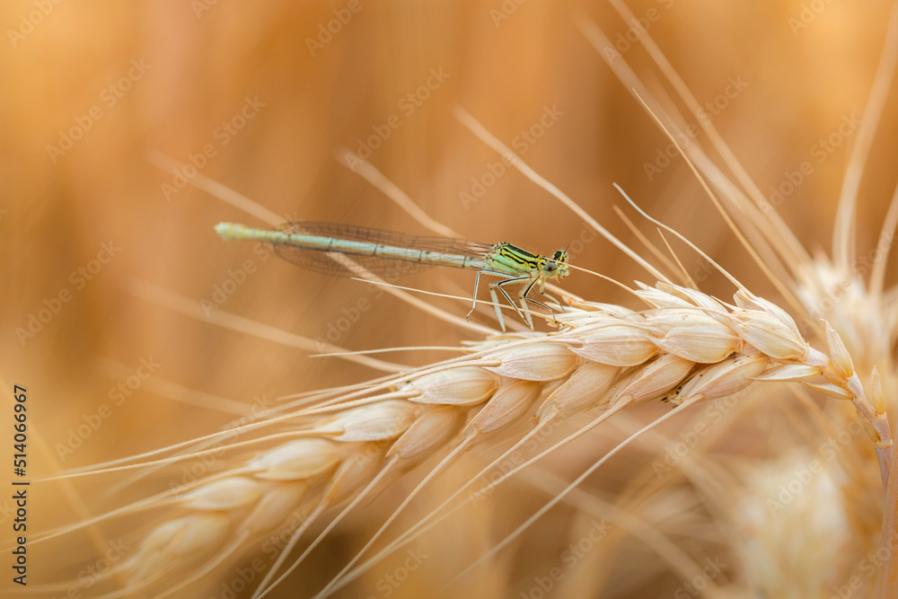 Beautiful Damselfly sits on wheat in meadow Beautiful Damselfly sits on wheat in meadow