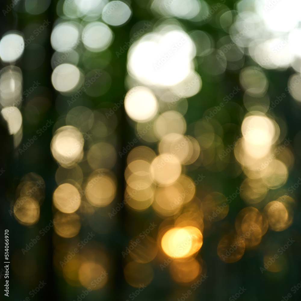 Obraz premium Blurred background, rays of the setting sun break through the dense forest
