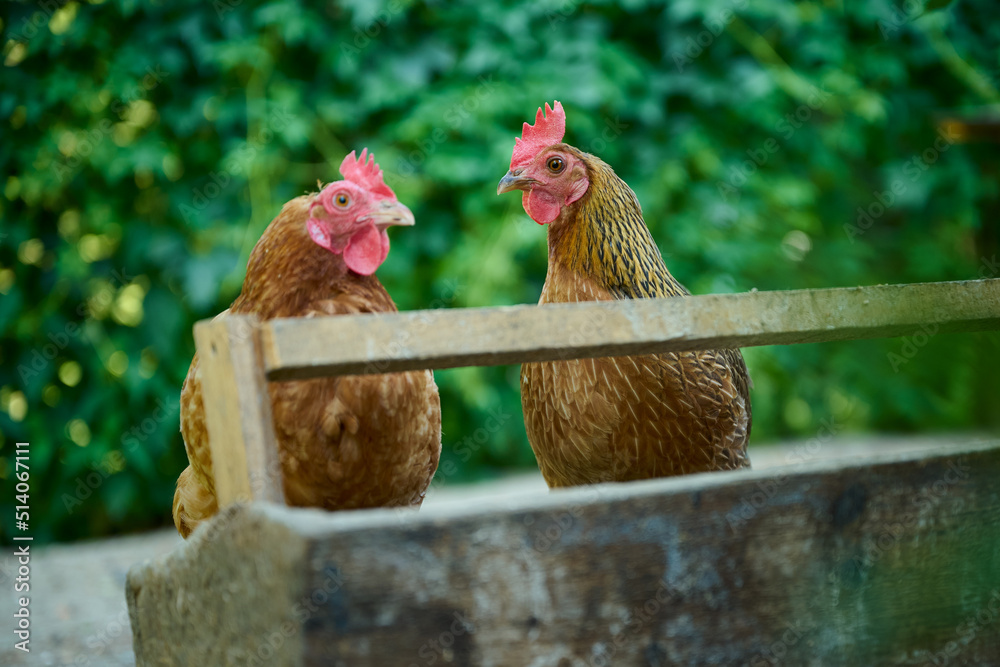 Fototapeta premium Organic farm, brown hens eating natural food from a trough