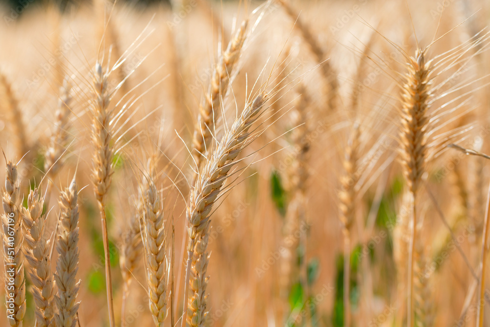Close up of wheat stem in field during a sunny day Close up of wheat stem in field during a sunny day