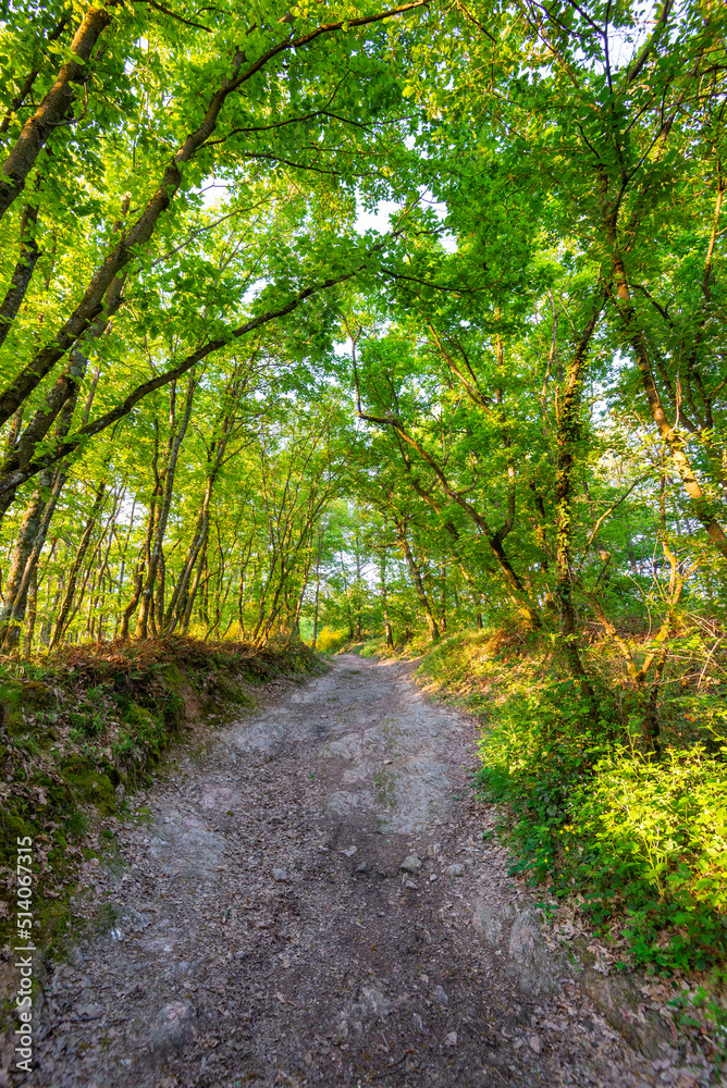 Obraz premium Underwood footpath in lush vegetation