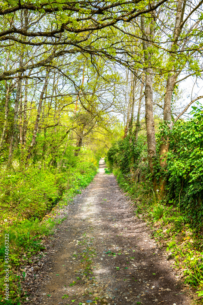 Underwood footpath in lush vegetation Underwood footpath in lush vegetation