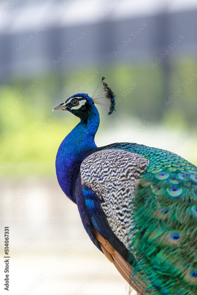 Naklejka premium Peacock