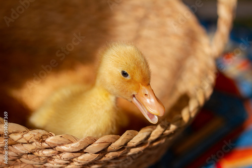 one small yellow duckling in wicker basket on sunny day, selective focus