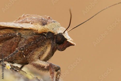 Facial closeup on a Large Yellow Underwing moth, Noctua pronuba sitting on wood photo