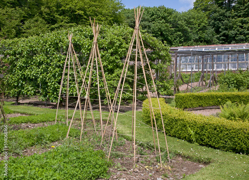 Cane structures in a traditional garden ready for growing climbing plants such as sweet peas, beans and peas
