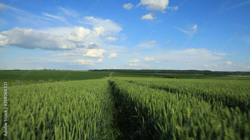 Drone flying over wheat field harvest crops in the countryside. Drone flying over wheat field harvest crops in the countryside.