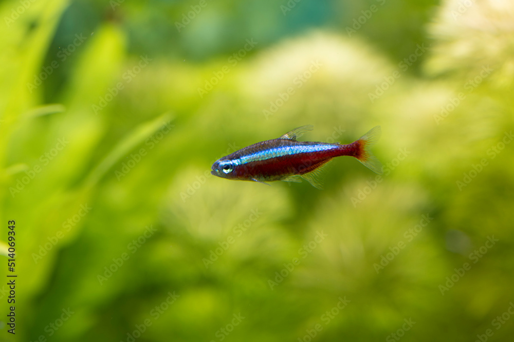 Freshwater cardinal Tetra Paracheirodon cardinalis in close view Freshwater cardinal Tetra Paracheirodon cardinalis in close view
