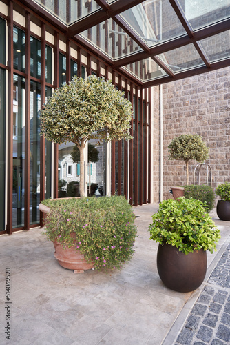 Ficus tree in pot for decoration facade of a modern building