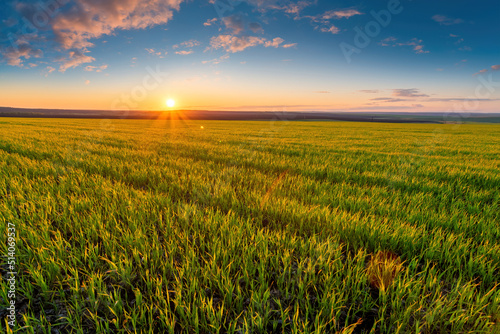 Great sunset on Green meadow grass field under blue evening sky with light clouds