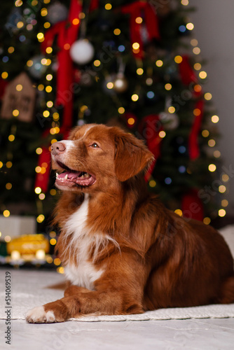 nova scotia duck tolling retriever toller portrait with Christmas lights