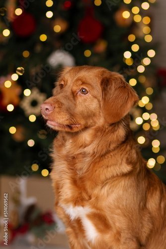 nova scotia duck tolling retriever toller portrait with Christmas lights