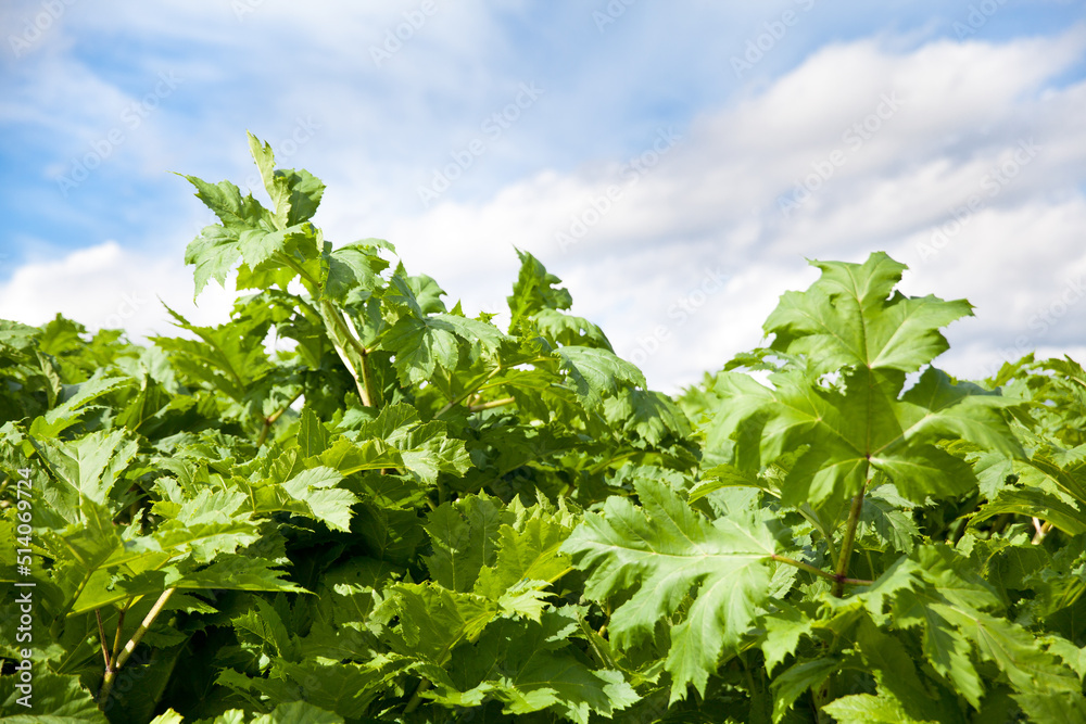 Giant hogweed in sunlight in summer. A large hogweed plant Giant hogweed in sunlight in summer. A large hogweed plant