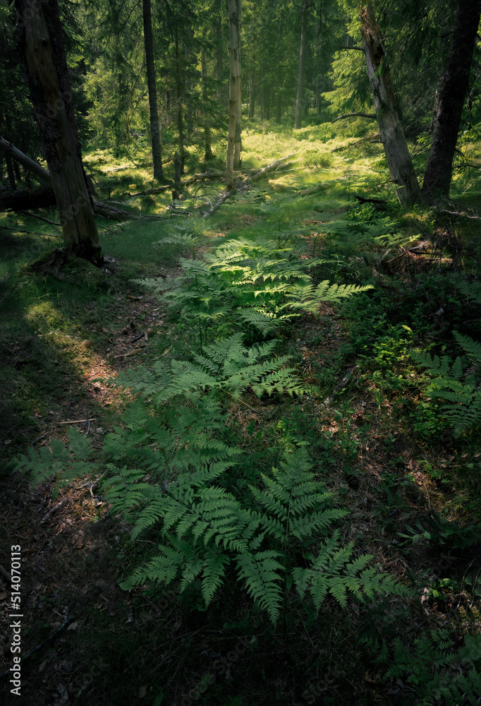 Fototapeta premium Row of ferns on a shady forest path 