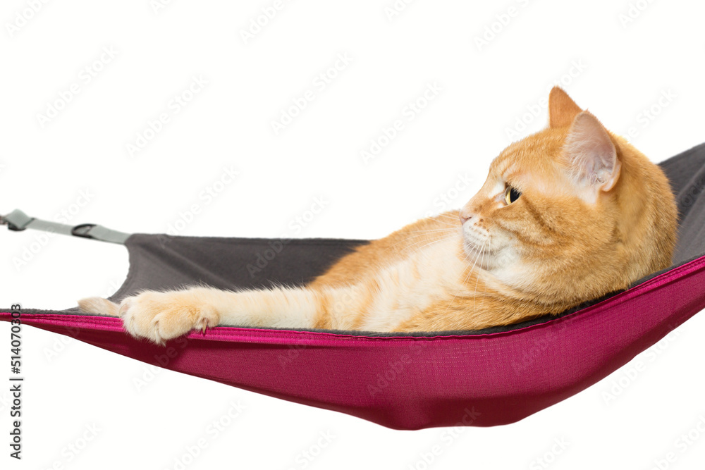 Ginger cat lies comfortably in a hammock