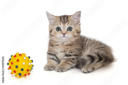 Small Scottish kitten and a ball toy