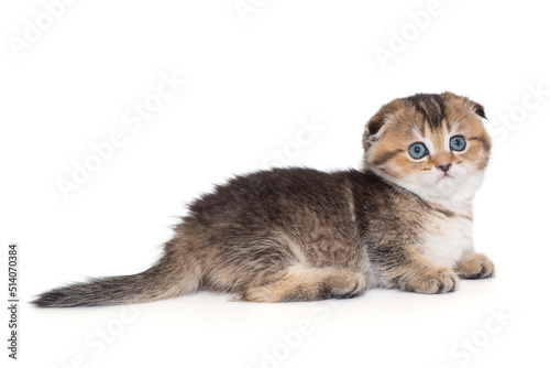 Scottish fold striped kitten