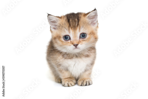 Portrait of a Scottish striped kitten